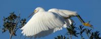 Egret taking flight