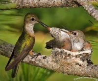 Broadtailed hummingbird-nest-feeding