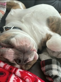 Upside Down Dreams