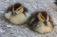 Baby duckies