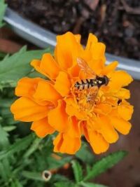 Hoverfly on Marigold