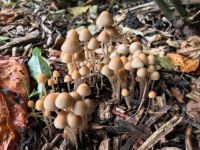 Shiny cap mushrooms
