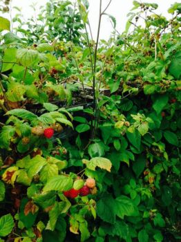 Our Raspberries Are Here!!