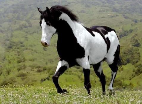 nice looking horse
