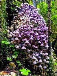 Fairy Inkcap mushrooms