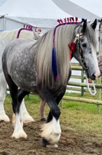 Beautiful Shire Horse