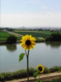 Sunflower overlooking Snake river from the Idaho side rest stop.