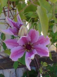 Clematis i min have