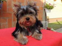 Yorkshire Terrier Puppy