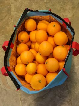 just picked from my orange tree 1-2020
