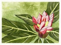 Rhododendron bud