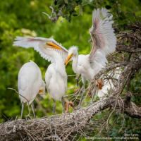 Great Egret Nestlings, very agressive
