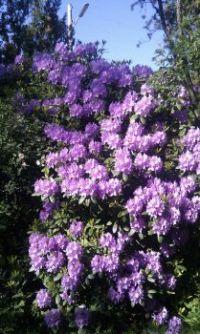 Rododendron - more pieces