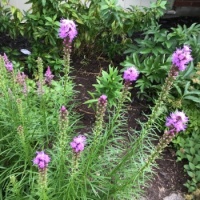 Purple liatris just starting to bloom