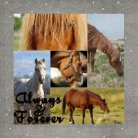 horse collage by budgieluv 