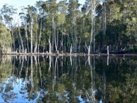 Can you spot the two Emus?