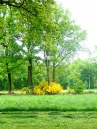 On a trail (klompen pad) near Winterswijk. In the front you can see that the first grass has been cut (eerste snit / eerste schnitt) That is done by good dry weather, around 1. May.