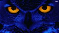 12264-blue-owl-1920x1080-digital-art-wallpaper