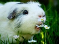Guinea Pig and Daisies