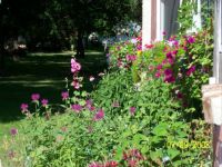 perennial beds 2008 007