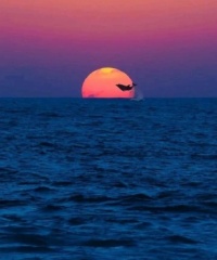 Dolphin in the Sun