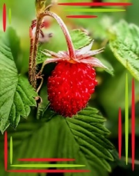 ... fruit 🍓💚