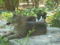 San Anton cats :-)