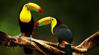 TOUCAN 🦜