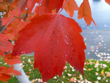 Oregon Maple leaf