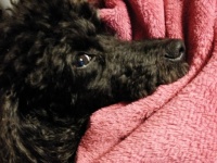 Bo