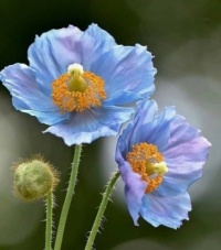 Himalayan blue poppy