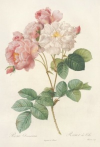 Redoute - Rosa damascena