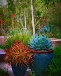 The Desert Botanical Garden, Phoenix, AZ  Jim Charlier
