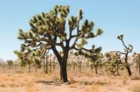 Joshua Tree National Park