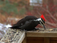 Pileated Woodpecker Breakfast