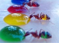 Technicolor Ants
