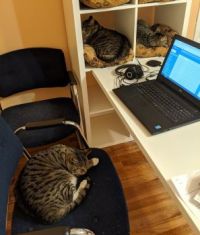 My furry coworkers :)