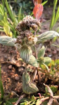 Scorpionweed