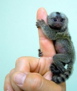 Finger monkey's!
