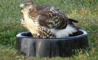 Hawk in Water Bowl 8-30-2015