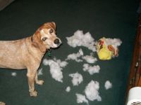 Oscar- didn't do it!