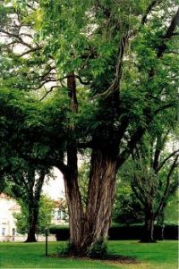 Black Locust Tree - 'Built America' - common name - St. John the Baptist's Bread