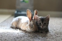 This foster kitten is bonding with the rabbit...