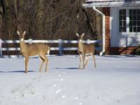 deers visiting nursing home grounds