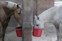 DINNER TIME FOR ROY AND FURY