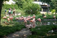 Flamingoes at Calgary Zoo