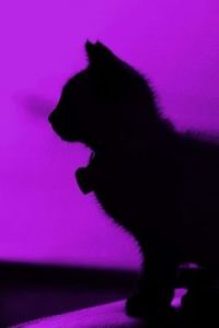 Shadow of Kitten
