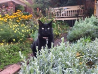 Pinot in my daughter’s front garden today