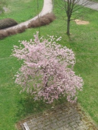 Cherry Blossom