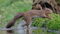 eekhoorn springt uit het water
